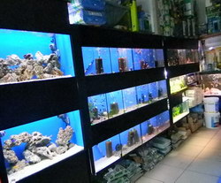 ACVARII si acvaristica marina > PESTI excotici, apa sarata > aquarist shop AQUA LIFE, pet shop, Baia Mare, MM, m707_13.jpg