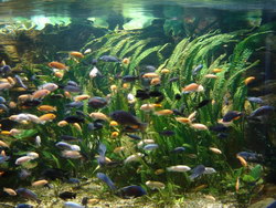 ACVARII si acvaristica marina > PESTI excotici, apa sarata > aquarist shop AQUA LIFE, pet shop, Baia Mare, MM, m707_24.jpg