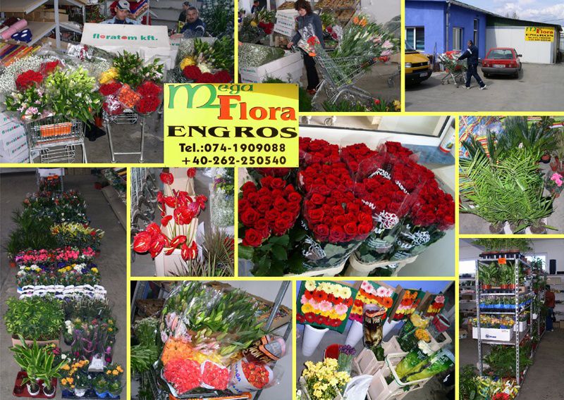 MEGAFLORA SRL > depozit flori, accesorii engros, Baia Mare