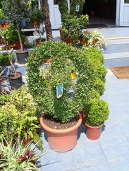 Flori si plante ornamentale > FLORA CENTER MARKETING, Baia Mare, MM, m2604_17.jpg