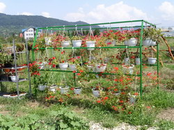 Flori si plante ornamentale > FLORA CENTER MARKETING, Baia Mare, MM, m2604_20.jpg