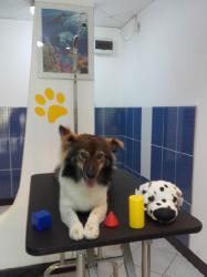 Salonul DROOPY > toaletaj canin, cosmetica canina, coafura si frizerie caini, Baia Mare, MM, m5439_18.jpg
