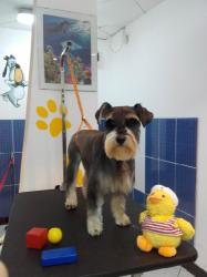Salonul DROOPY > toaletaj canin, cosmetica canina, coafura si frizerie caini, Baia Mare, MM, m5439_8.jpg
