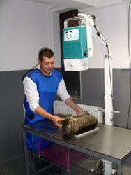 RADIOGRAFIE veterinara > CABINET radiologie ANIMALMED > dr Mihai Mulea, veterinar, Baia Mare, MM, m6282_4.jpg